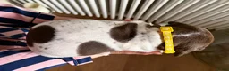German Shorthaired Pointer dogs for sale: KC Registered German Shorthaired Pointer Puppies - Advert 7
