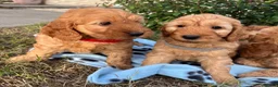 Cockapoo dogs for sale: Cockapoo puppies  - Advert 5
