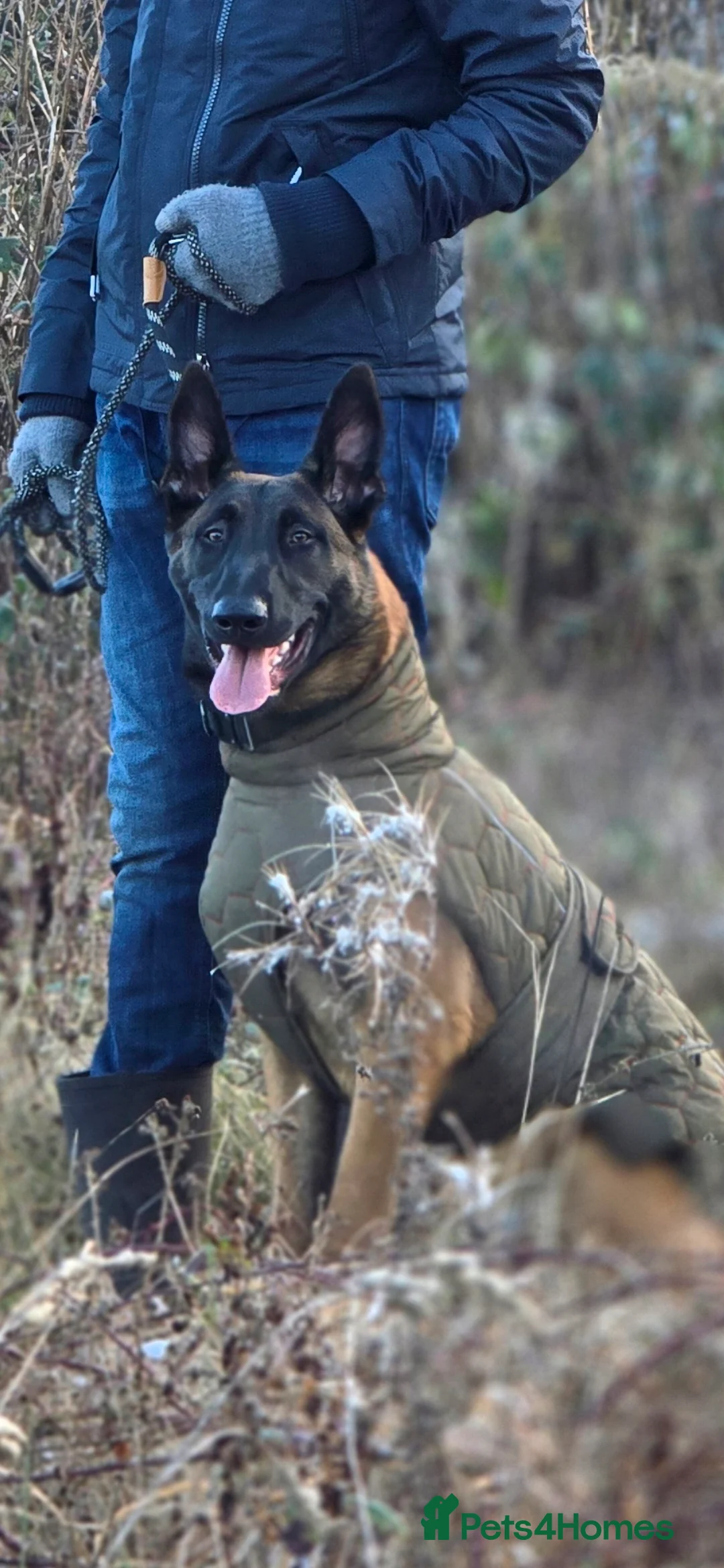 Belgian Shepherd Dog dogs for sale: 8 months old male Belgian Malinois  - Advert 2