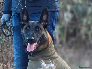Belgian Shepherd Dog dogs 8 months old male Belgian Malinois - Advert 1