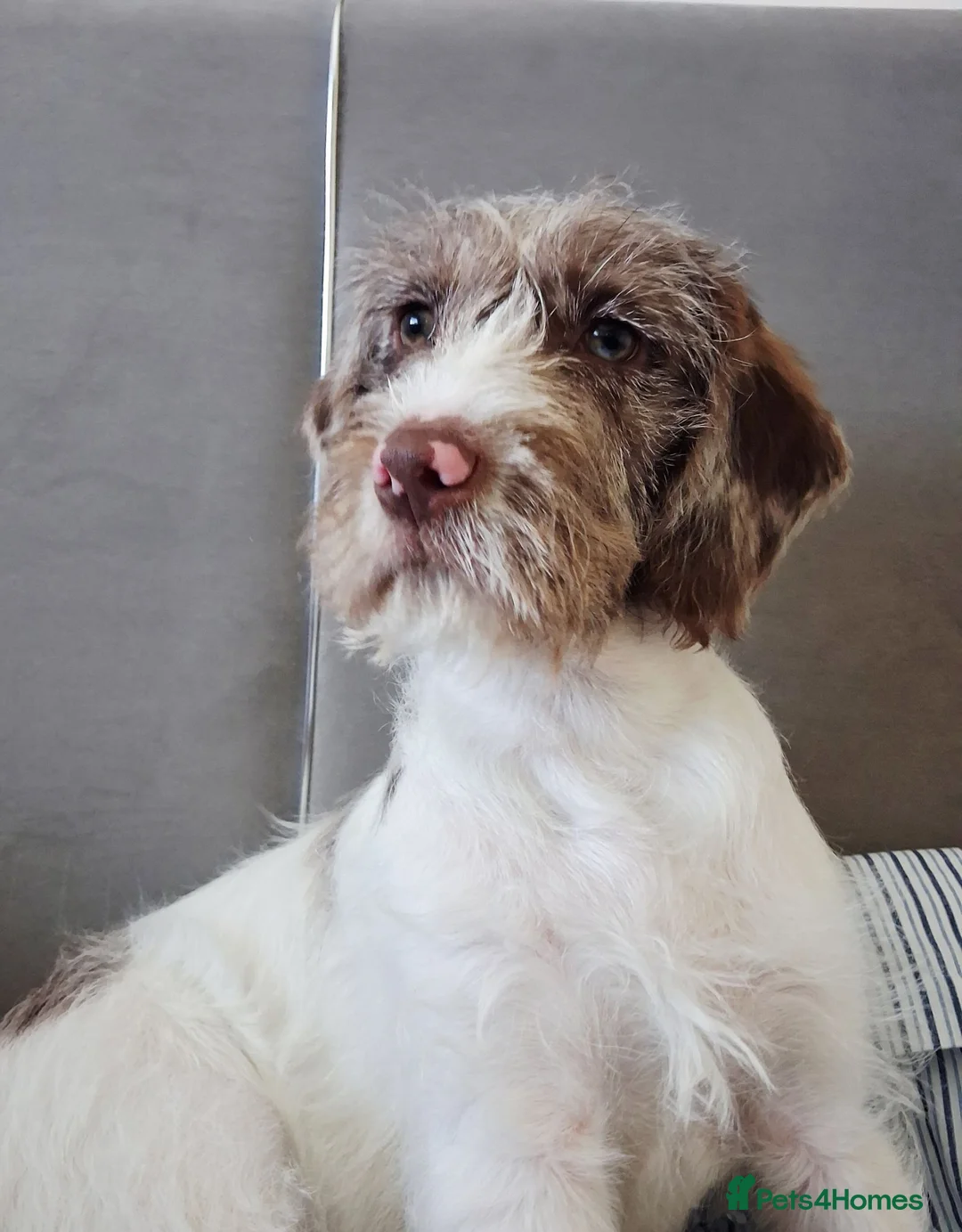 Mixed Breed dogs for sale: George - Advert 1