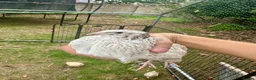 Quail poultry for sale: 6 Quails (very tame and friendly) - Advert 11