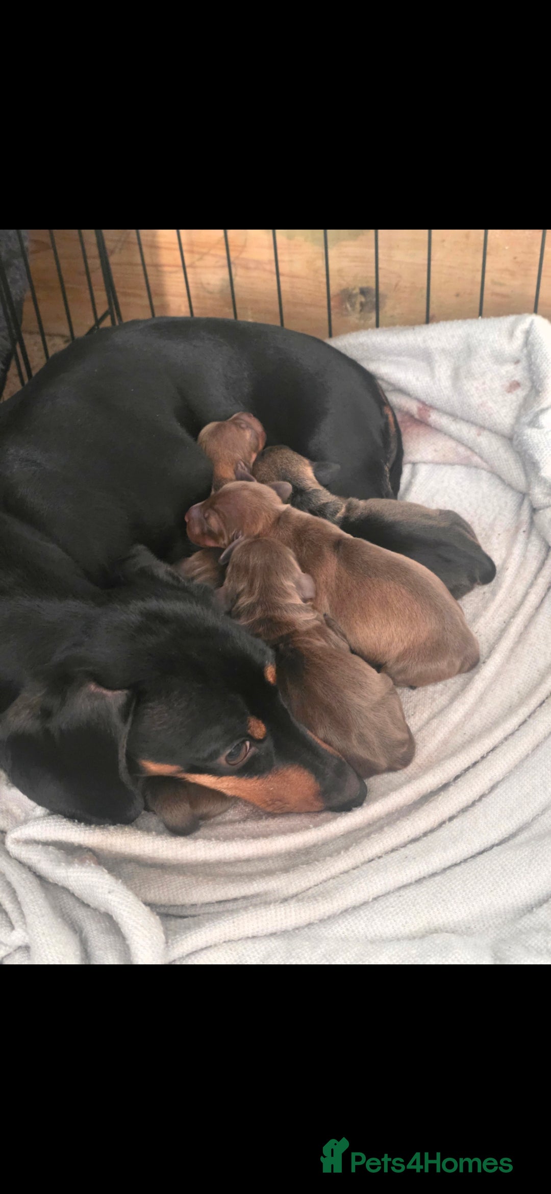 Dachshund dogs for sale: Dachshund  - Image 7