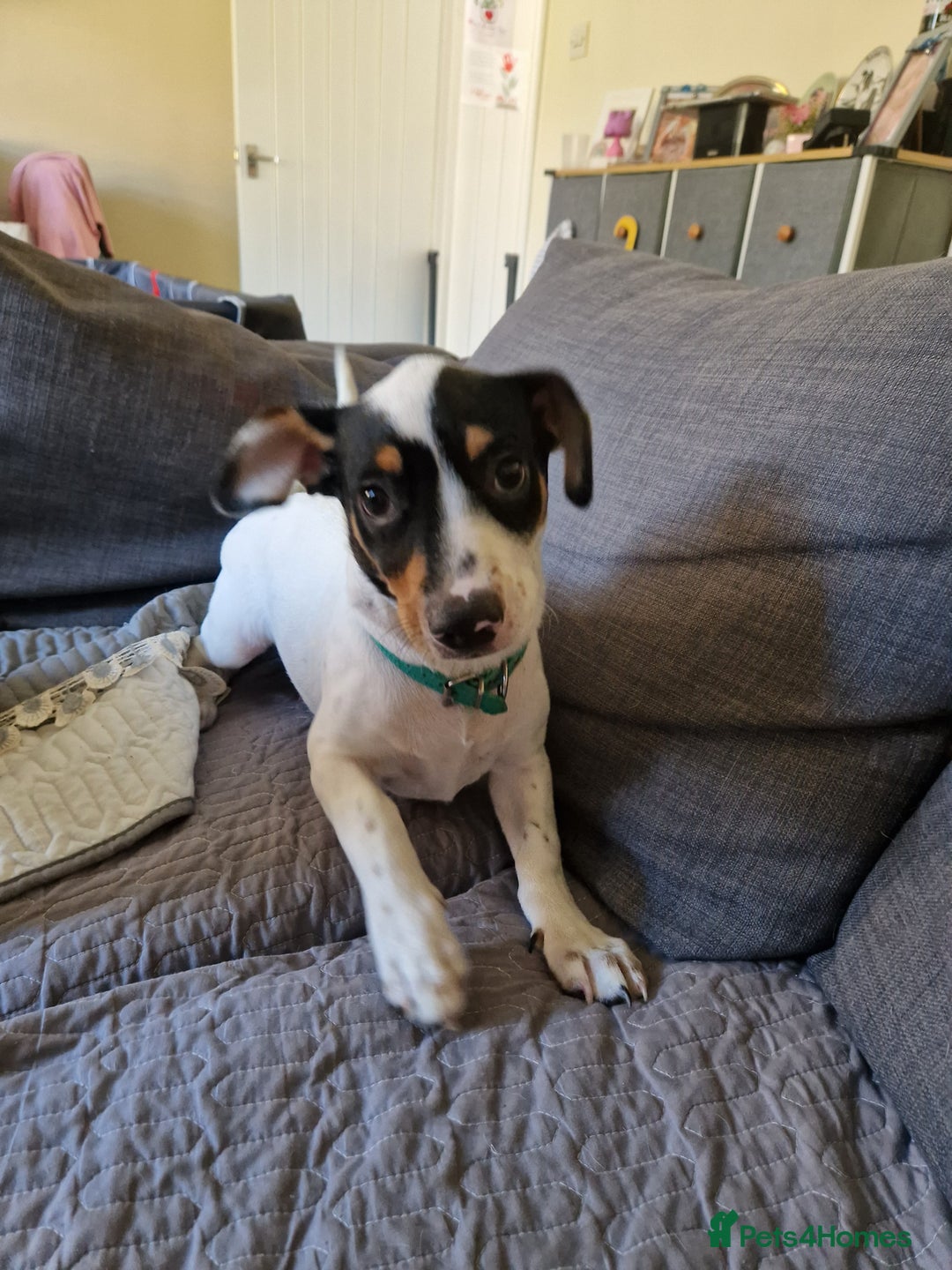 Mixed Breed dogs for sale: Jack russell cross - Image 3