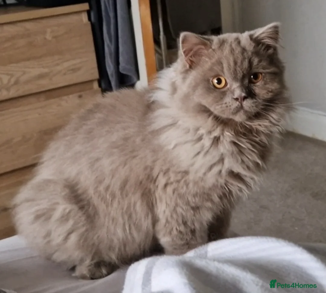 British Shorthair cats for sale: Lilac British Longhair boy kitten - Advert 2