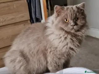 British Shorthair cats Lilac British Longhair boy kitten - Advert 2