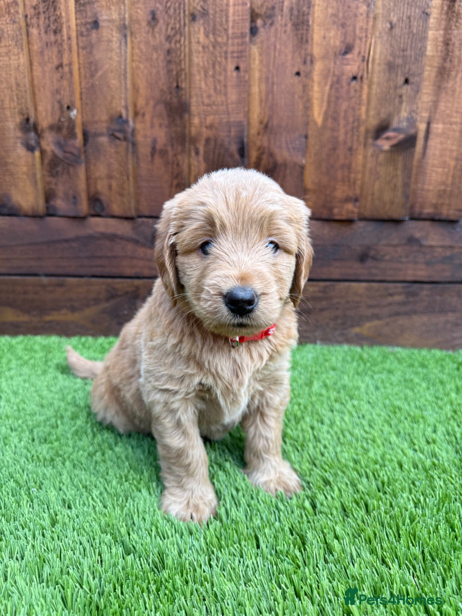 Double Doodle dogs Sunning littler of Australian Double Doodles  - Advert 2