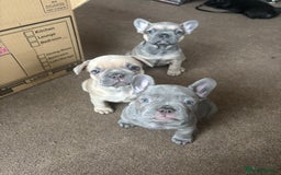 French Bulldog dogs for sale: **READY NOW**French bulldog puppies READY NOW - Image 27