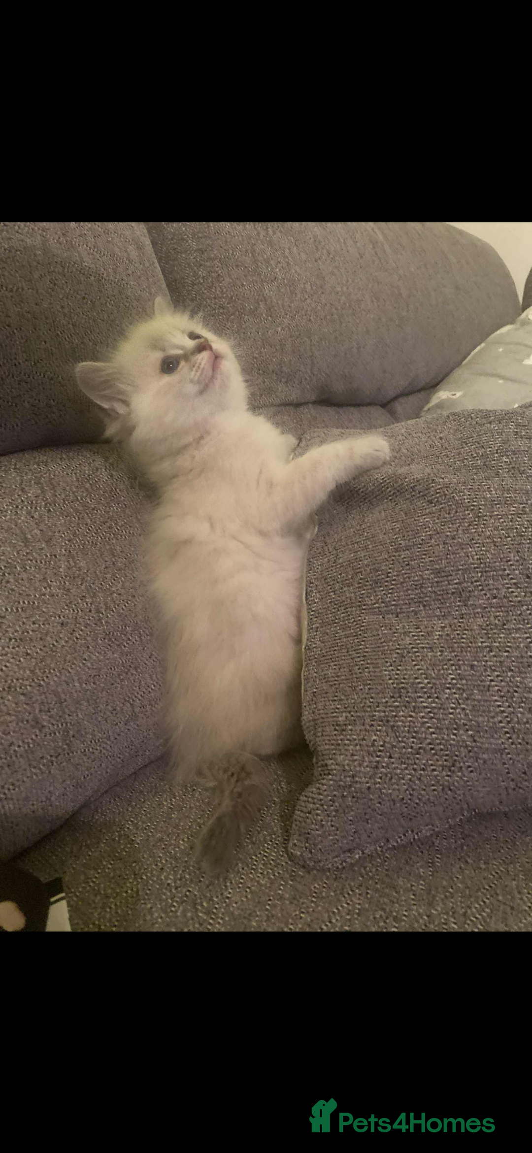 Ragdoll cats for sale: Beautiful ragdoll kittens  - Advert 7