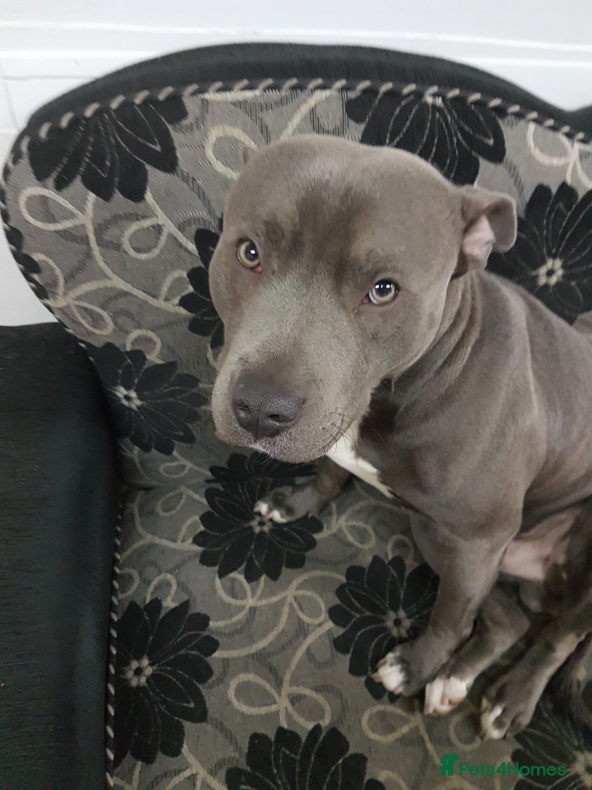 Staffordshire Bull Terrier dogs Staffordshire bull terrier  - Advert 1