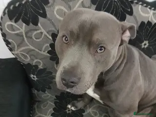 Staffordshire Bull Terrier dogs Staffordshire bull terrier - Advert 18