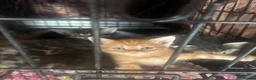 Mixed Breed cats for sale: kittens - Advert 10