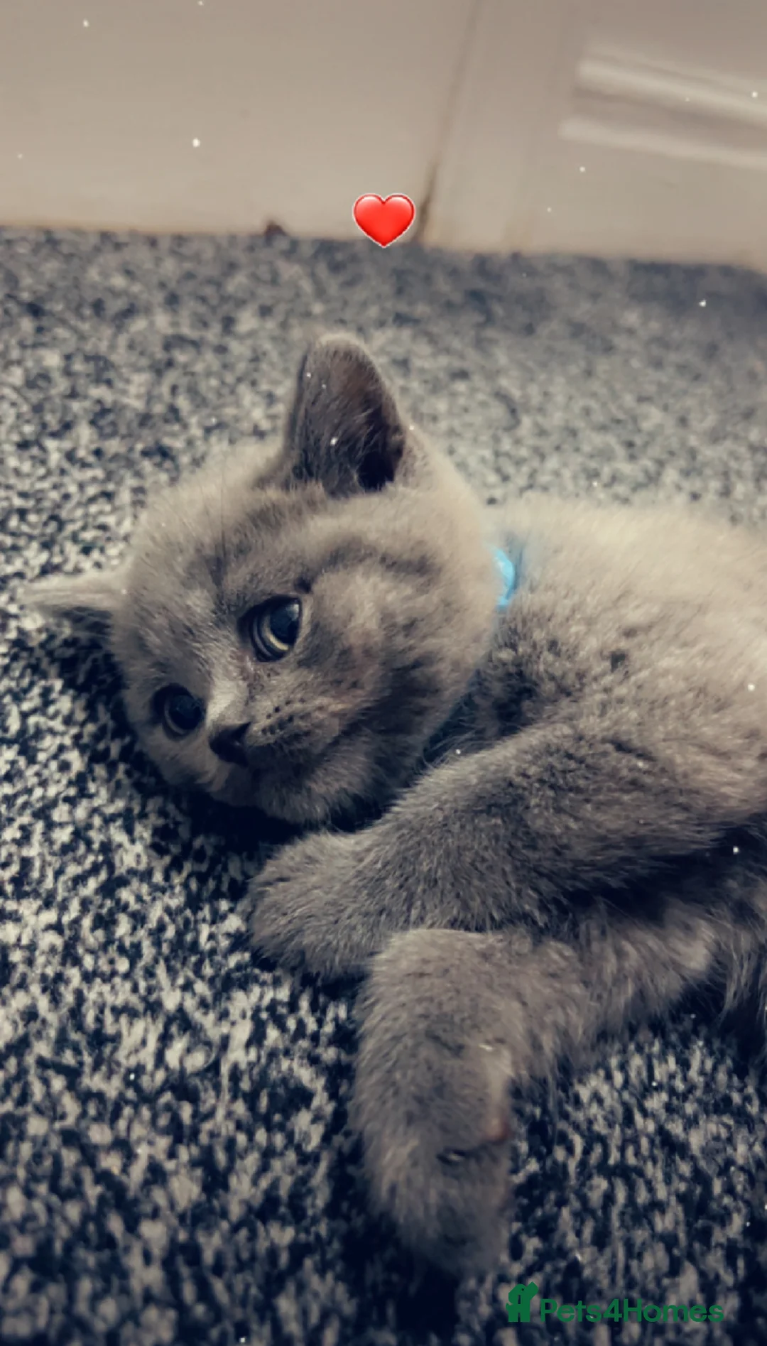 British Shorthair cats for sale: Beautiful BSH Kittens / GCCF registered  - Advert 5