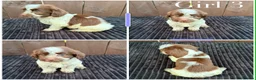 Cockapoo dogs for sale: cockapoos F1 puppy’s 6 available - Advert 30