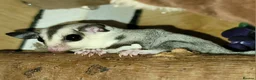 Sugar Glider rodents for sale: Lonely male sugar glider joey looking for a friend - Advert 2