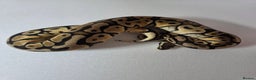 Snake reptiles for sale: Ball pythons  - Advert 24