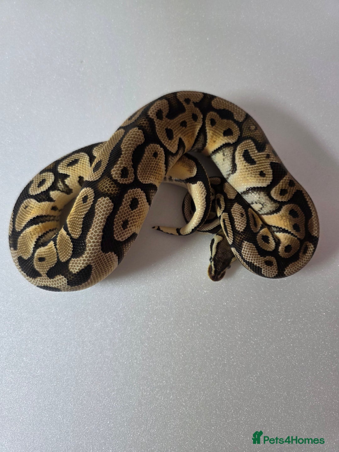 Snake reptiles for sale: Ball pythons  - Advert 24