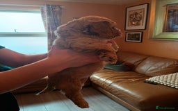 Cockapoo dogs for sale: Beautiful Cockapoo Pups  - Image 12
