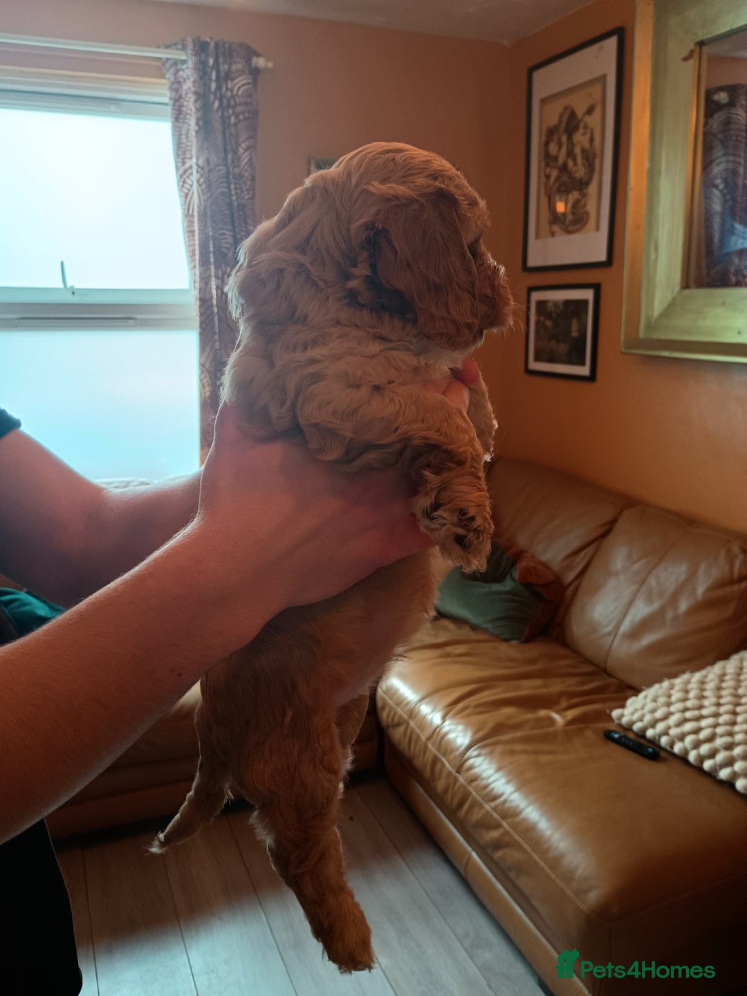 Cockapoo dogs for sale: Beautiful Cockapoo Pups  - Image 12