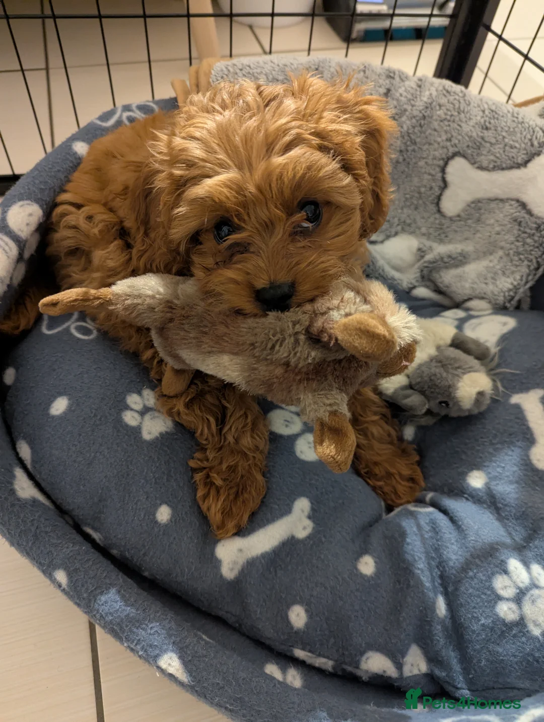 Cavapoo dogs for sale: Red F1 Cavapoo - Advert 4