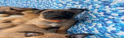 Belgian Shepherd Dog dogs for sale: Confident Mali Pups  **   ‼️ - Advert 21