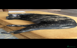 Sphynx cats for sale: Beautiful Sphynx cross orinetal kittens  - Advert 32