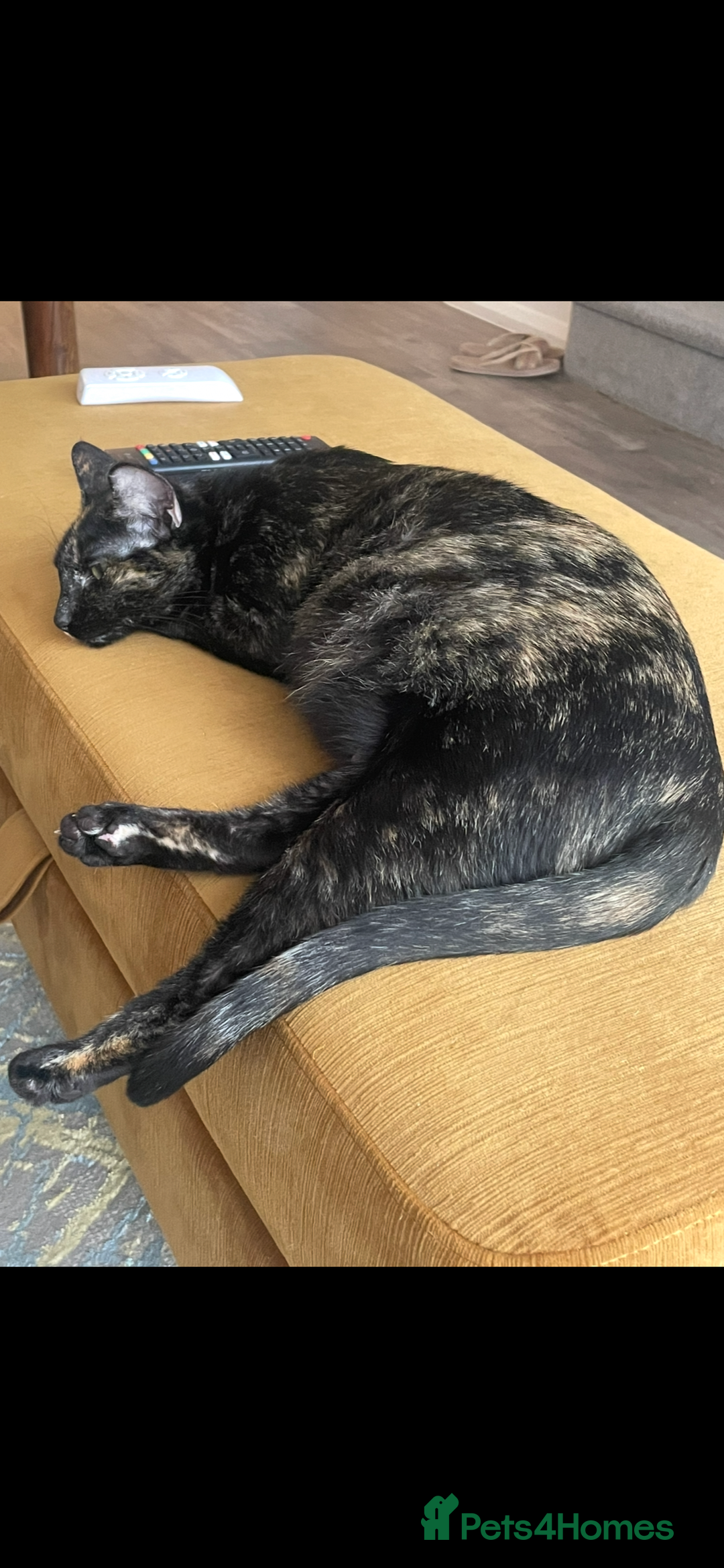 Sphynx cats for sale: Beautiful Sphynx cross orinetal kittens  - Advert 32