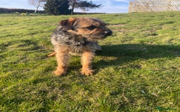 Border Terrier dogs for stud: Benji, boarder terrier stud dog  - Image 6
