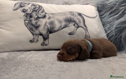 Miniature Dachshund dogs for sale: Adorable little of miniature daschunds  - Image 11