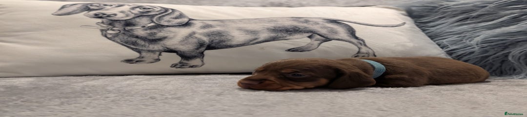 Miniature Dachshund Puppy 1