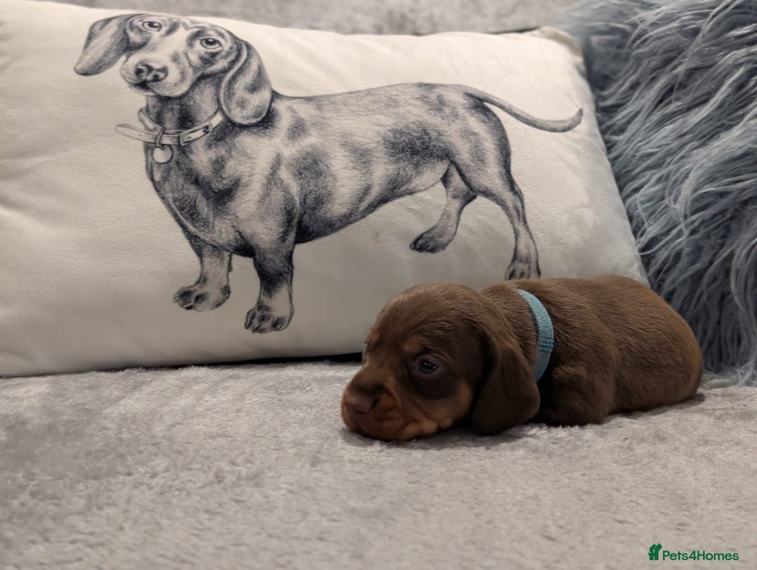 Miniature Dachshund dogs for sale: Adorable little of miniature daschunds  - Image 11