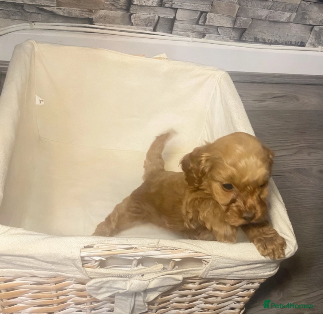 Cockapoo dogs for sale: 🐾 reduced £1200  FLUFFY COCKAPOO PUPPIES  - Advert 16