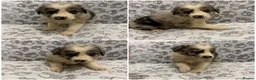 Border Collie dogs for sale: Health Tested parents, KC Reg, BAER tested pups - Advert 13