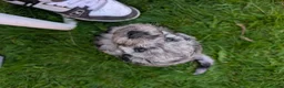 Cockapoo dogs for sale: Cockapoo pups f2b ready to leave 7th October  in Manchester - Advert 5