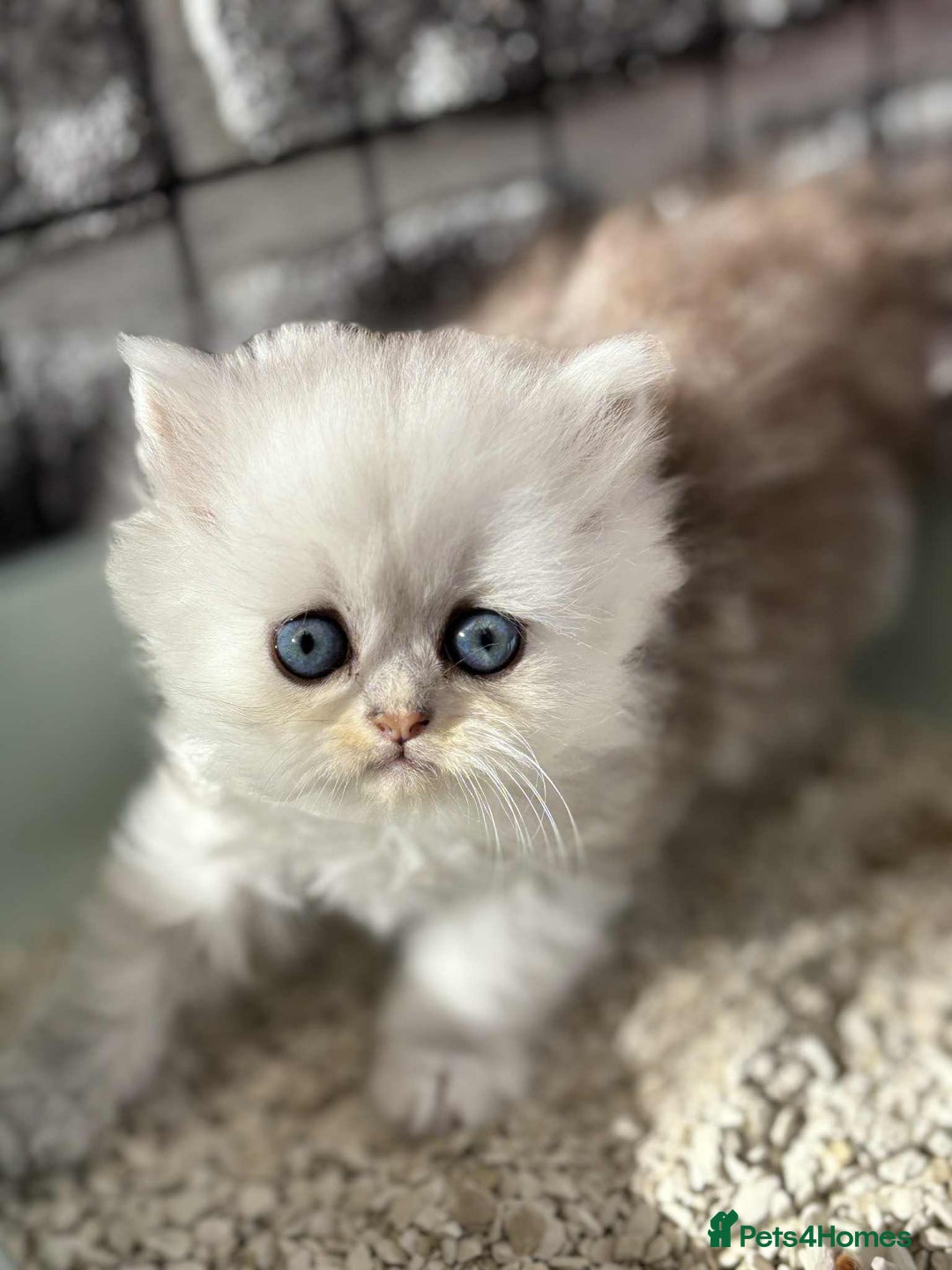 Persian cats for sale: Pure chinchilla doll face Persian kittens - Image 13
