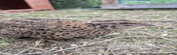 Quail poultry for sale: Mixed variety Coturnix Quail - Advert 6