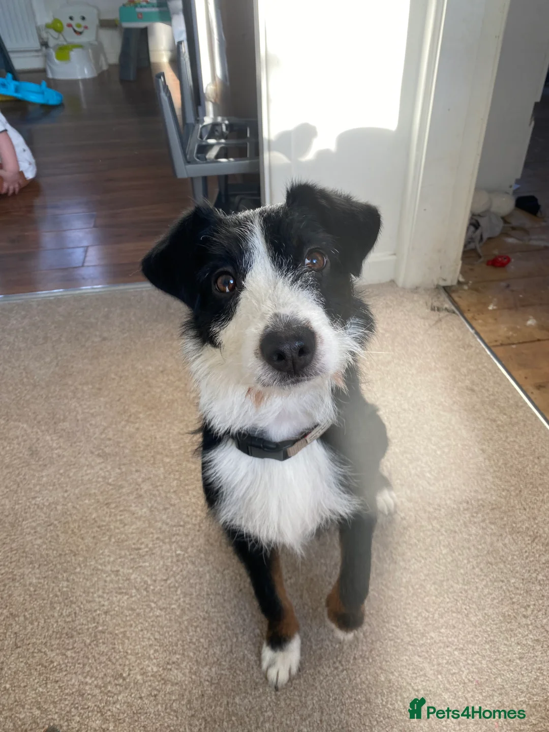 Mixed Breed dogs for sale: Mabel collie cross  - Advert 5