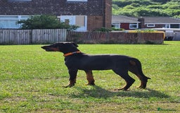 Dobermann dogs for sale: 1 Female available kc reg working line dobermann in Durham - Image 6