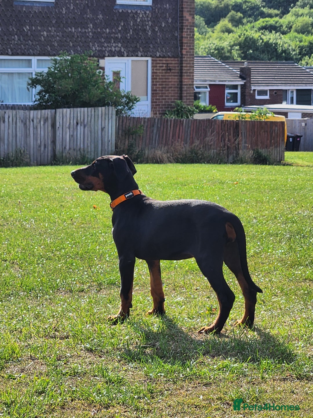 Dobermann dogs for sale: 1 Female available kc reg working line dobermann in Durham - Image 6