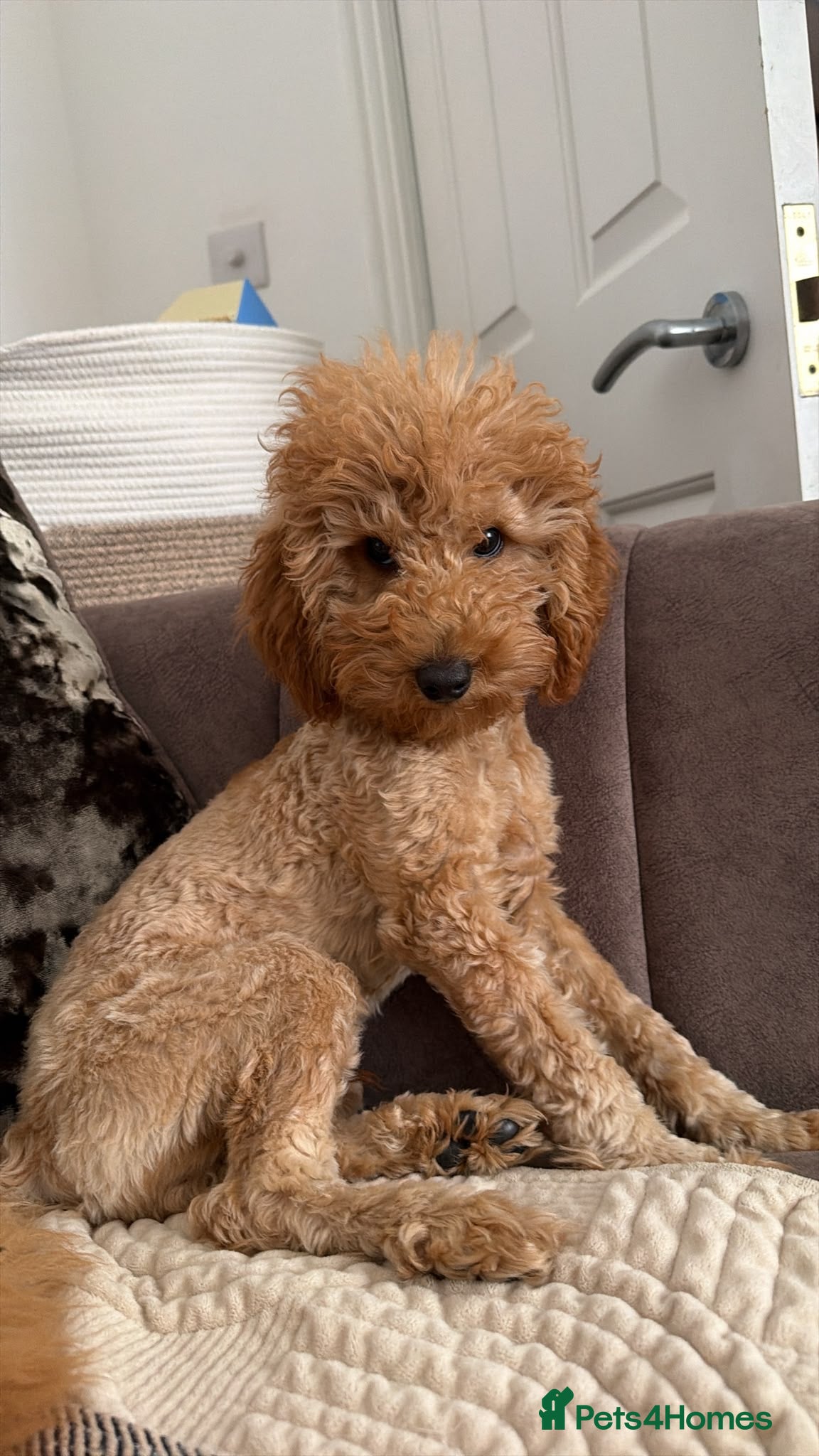 Miniature Poodle dogs Toby  - Advert 2