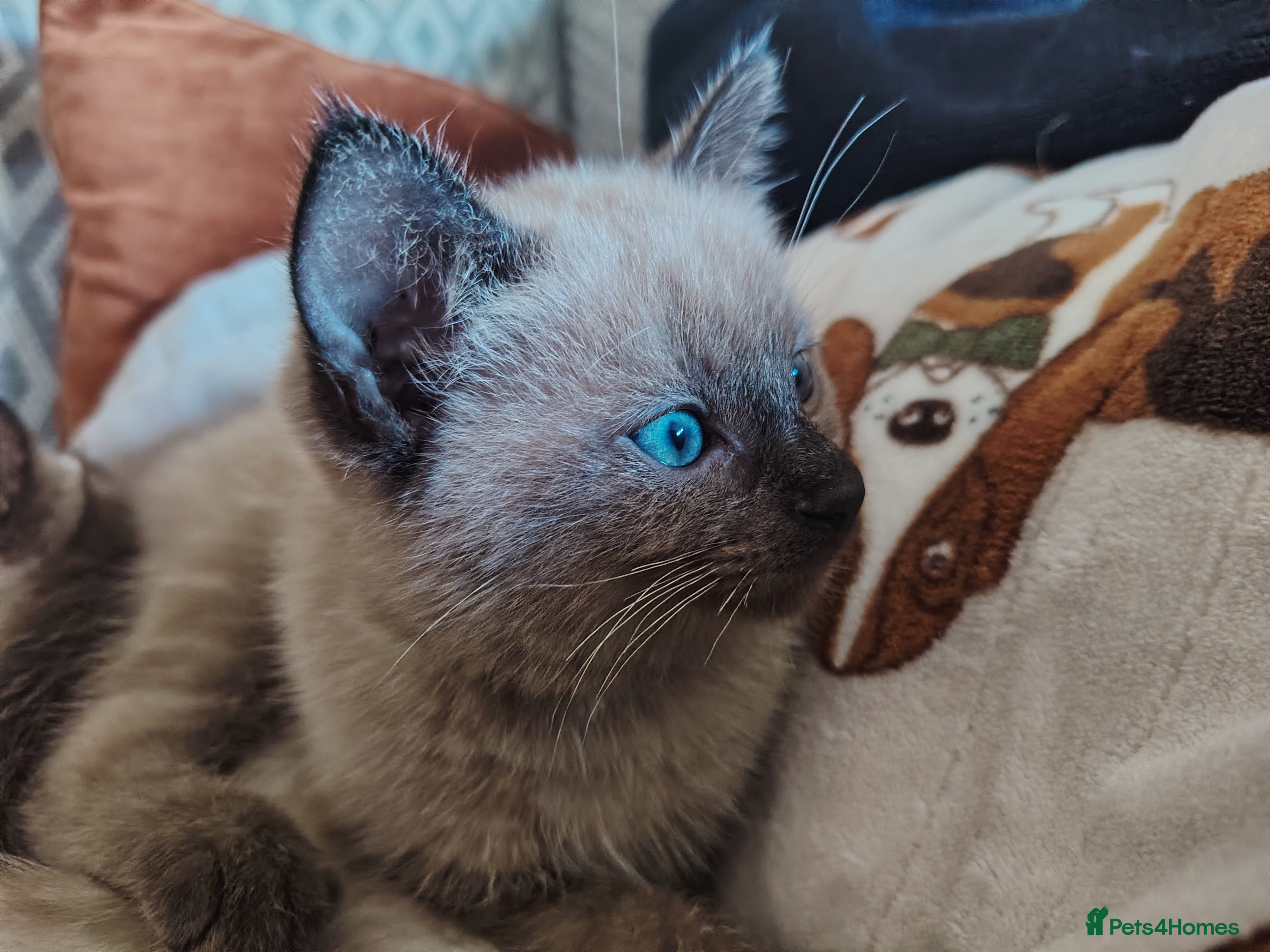 Tonkinese cats Gorgeous Tonkdoll kittens  - Advert 1