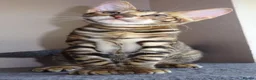 Toyger cats for sale: Stunning wild looking pedigree Toyger cubs in Bexleyheath - Advert 1