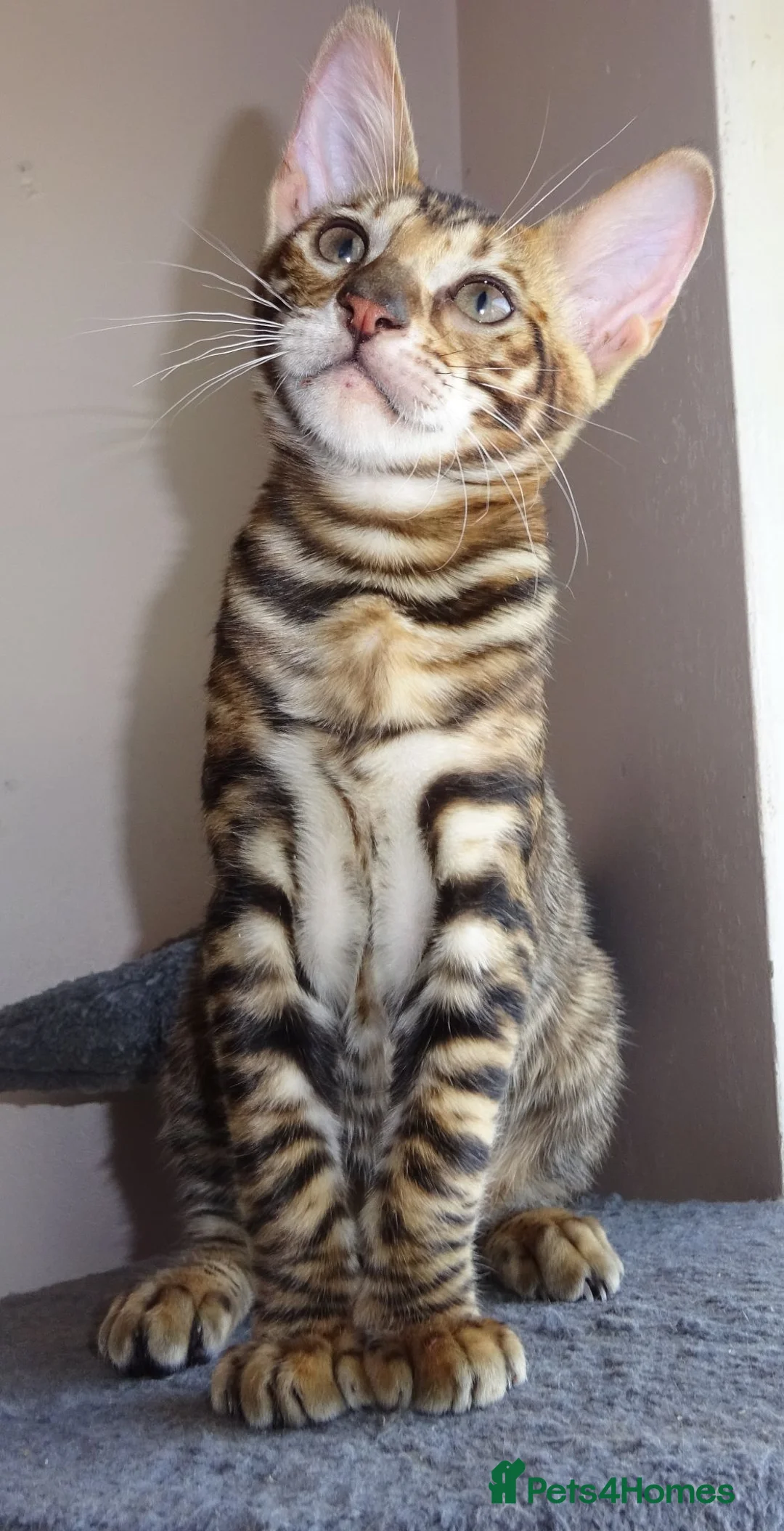 Toyger cats for sale: Stunning wild looking pedigree Toyger cubs in Bexleyheath - Advert 1