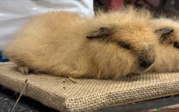 Guinea Pig rodents for sale: Various Swiss Guinea Pigs - Advert 7