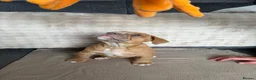 Olde English Bulldogge dogs for sale: Olde English bulldog puppies  - Advert 12