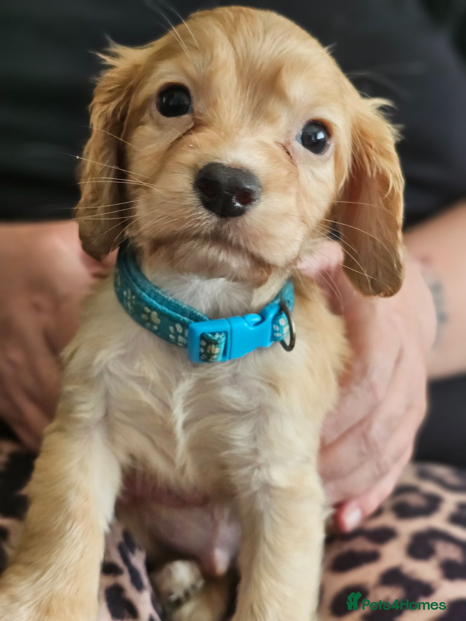 Cocker Spaniel dogs Kc reg working cocker spaniel puppies  - Advert 15