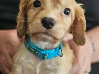 Cocker Spaniel dogs Kc reg working cocker spaniel puppies - Advert 15