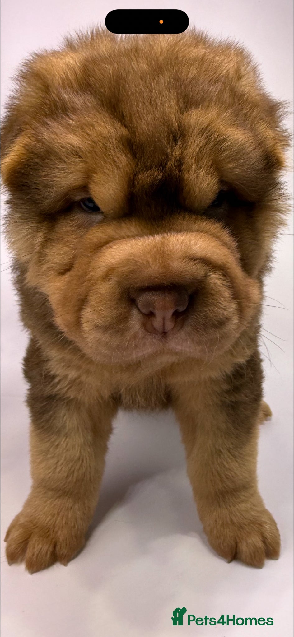 Shar Pei dogs for sale: Bear Coat Shar Pei KC Registered  - Advert 21