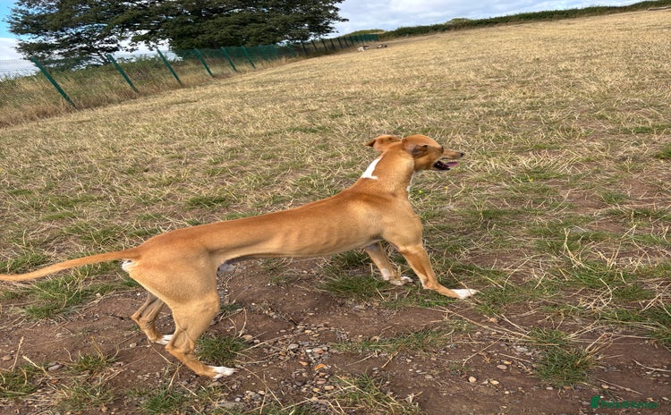 Lurcher dogs - Advert 1