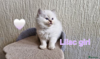 Ragdoll cats 🐾Last two Ragdolls.Ready 22nd December 🐾 - Advert 14
